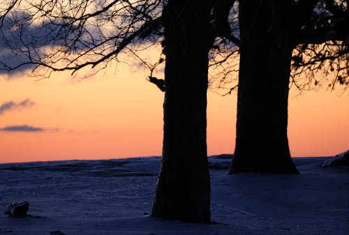 冬季, 冷, 晚間 的 免费素材图片