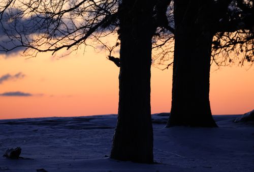 Free Silhouetted trees against a winter dawn sky, evoking a serene and tranquil atmosphere. Stock Photo