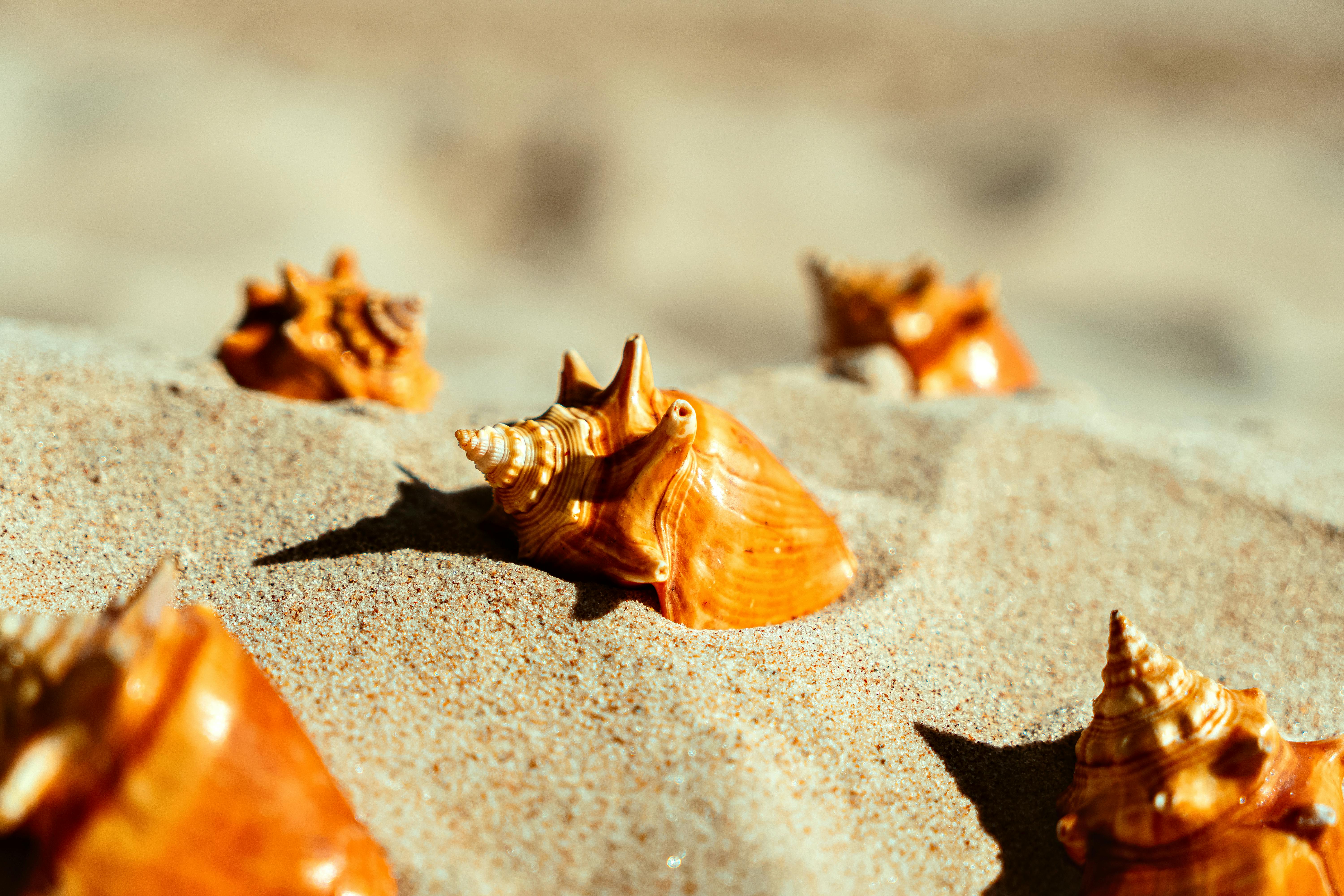 Close-up of orange conch shells on a sandy beach in bright sunlight.
