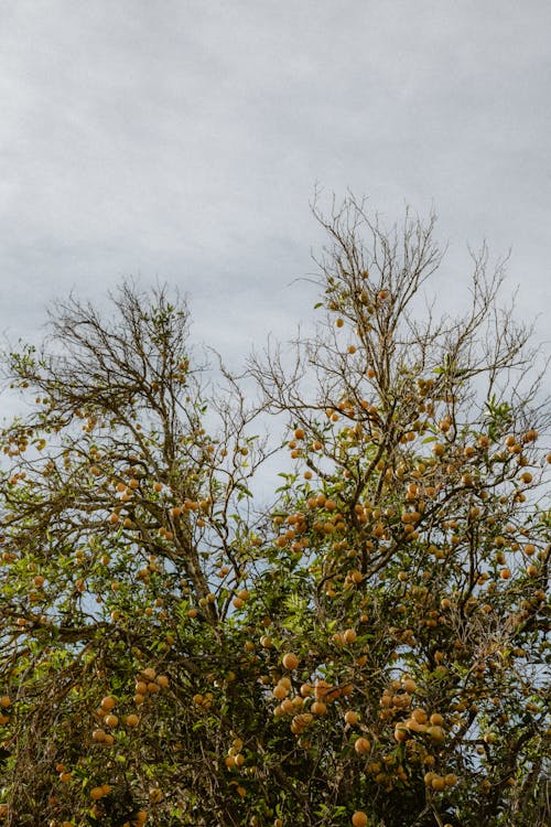 Foto d'estoc gratuïta de abundància, arbre, fruita