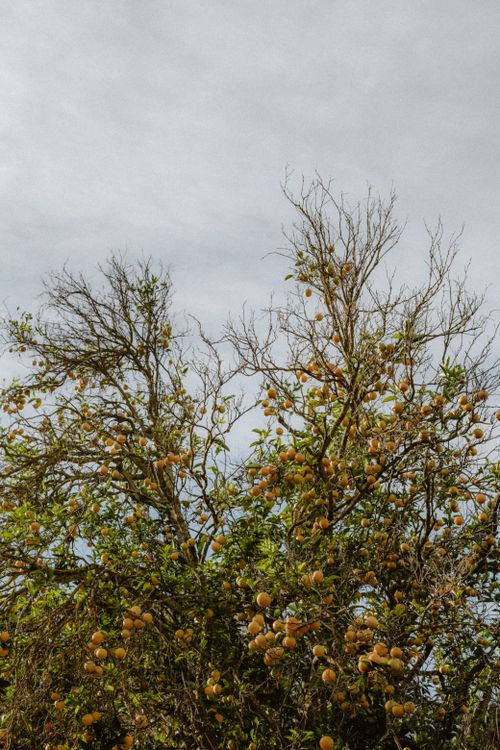 Free A lush citrus tree filled with ripe fruits against a cloudy backdrop, showcasing nature's abundance. Stock Photo