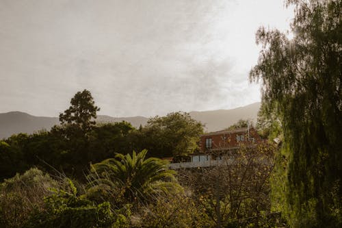 Foto d'estoc gratuïta de arbres, bosc, casa