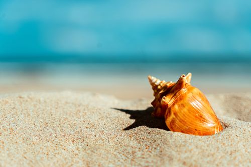 Free A sunlit seashell resting on sandy beach symbolizes tranquility. Stock Photo