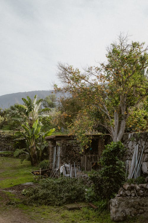 Foto d'estoc gratuïta de arbres, camp, cobert