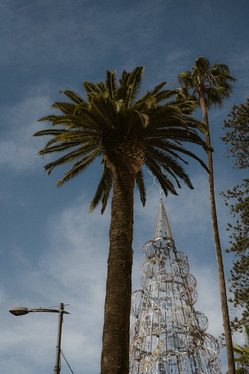 Foto d'estoc gratuïta de arbre de Nadal, foto amb angle baix, instal·lació