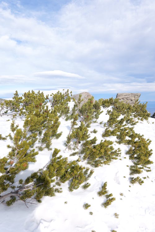 Trees on Hill in Snow