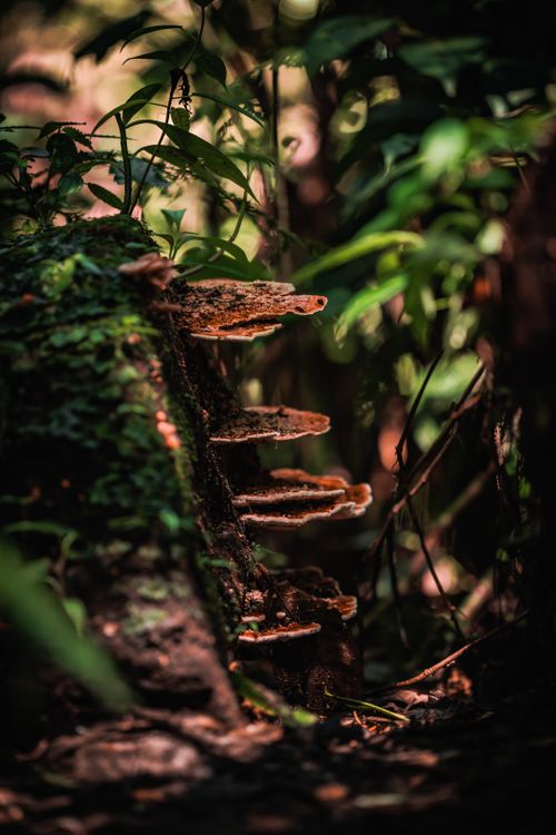 Free Close-up of mushrooms growing on a moss-covered log in a tropical forest. Stock Photo