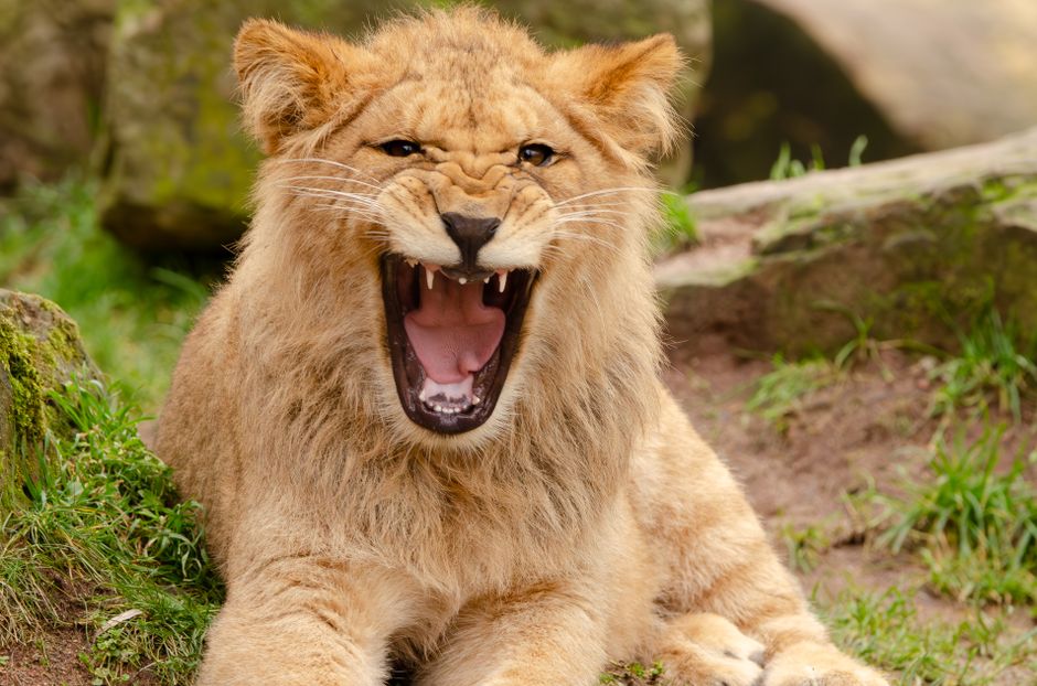 A young lion roaring outdoors, showcasing its sharp teeth and fierce nature in a vibrant setting.