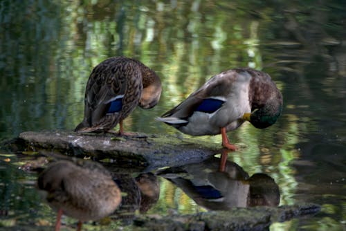 Gratis stockfoto met dieren in het wild, eenden, h2o