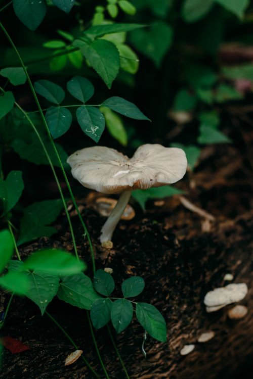 Free A detailed close-up of a wild mushroom growing on a log amidst green foliage. Stock Photo