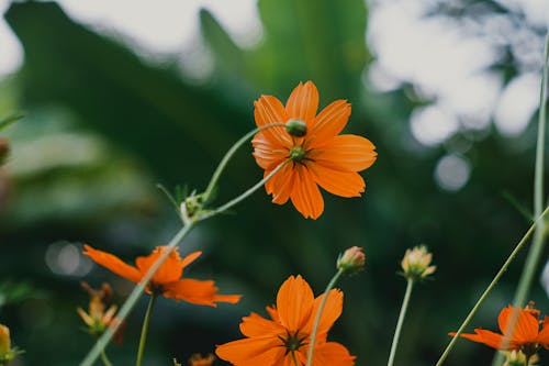 Orange Flower in Nature