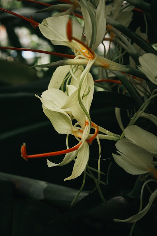 Δωρεάν στοκ φωτογραφιών με orquídeas, αισθητικός, αφηρημένο φόντο