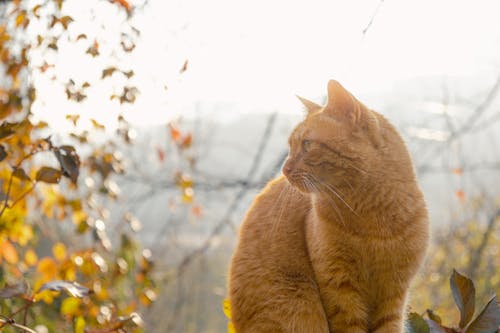 Kostenloses Stock Foto zu haustier, ingwer, katze