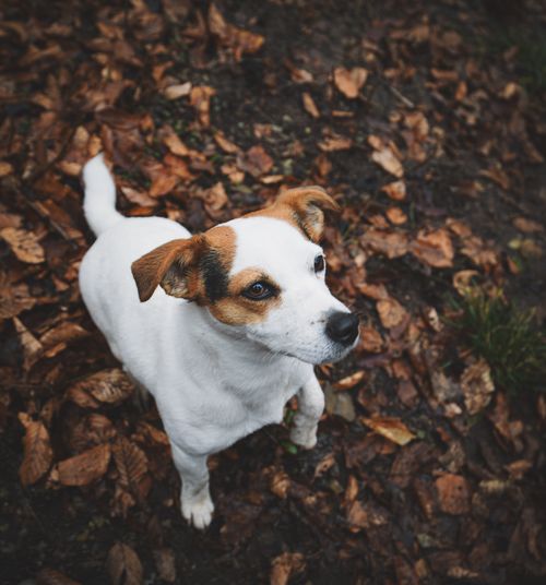 Free Cute Jack Russell Terrier standing on brown autumn leaves outdoors. Stock Photo
