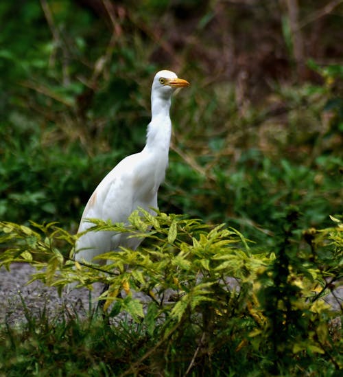 Egret in Nature