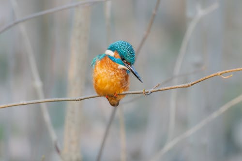 Foto d'estoc gratuïta de animal, au, fotografia de la vida salvatge