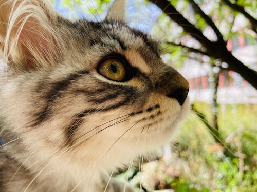 Fotobanka s bezplatnými fotkami na tému mačka, strom