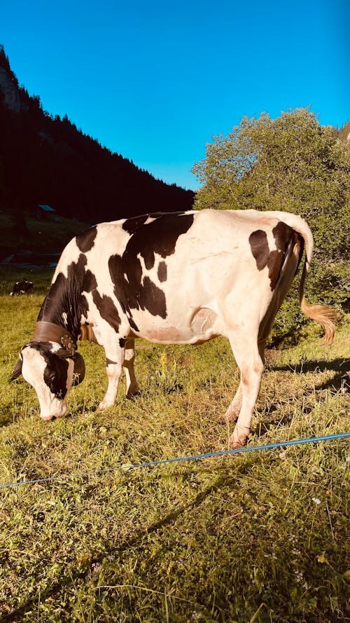 Photos gratuites de animaux, vache