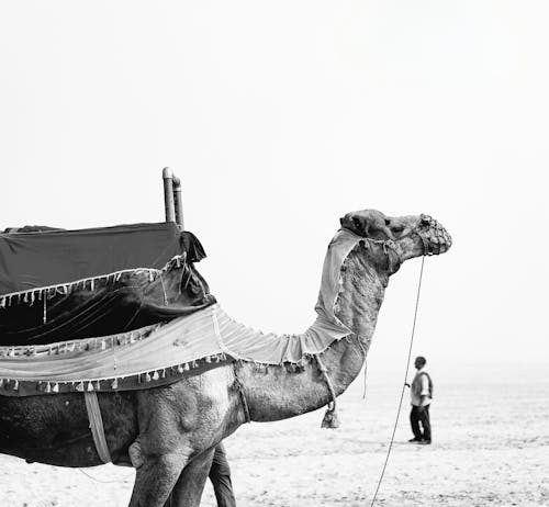 Fotobanka s bezplatnými fotkami na tému arabská ťava, beduín, cestovať