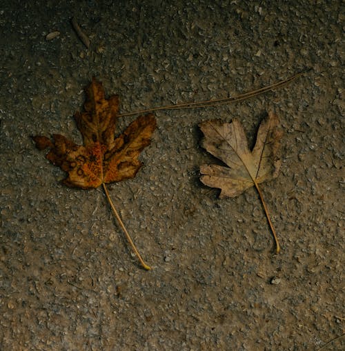 Autumn Leaves on Pavement