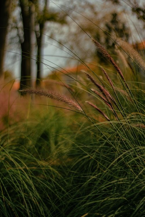 Free A close-up view of tall grass swaying gently in the wind, capturing the essence of summer nature. Stock Photo