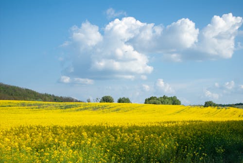 A field of yellow flowers with blue sky