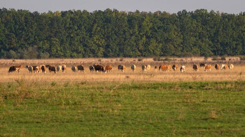 A herd of cows are grazing in a field