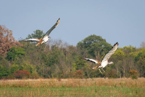 Cranes Flying over a Meadow 