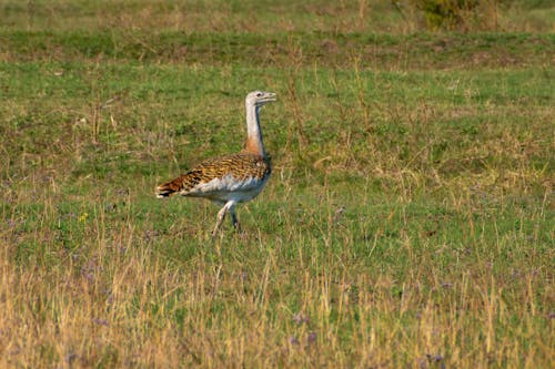 Close-up of a Bird Standing in a Grassland 