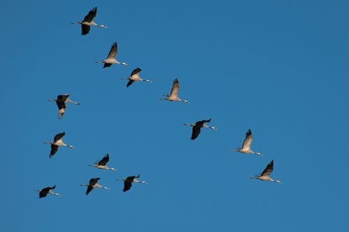Birds Flying across the Sky 