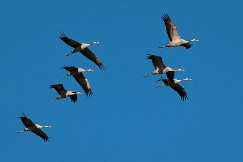 Flock of Flying Birds