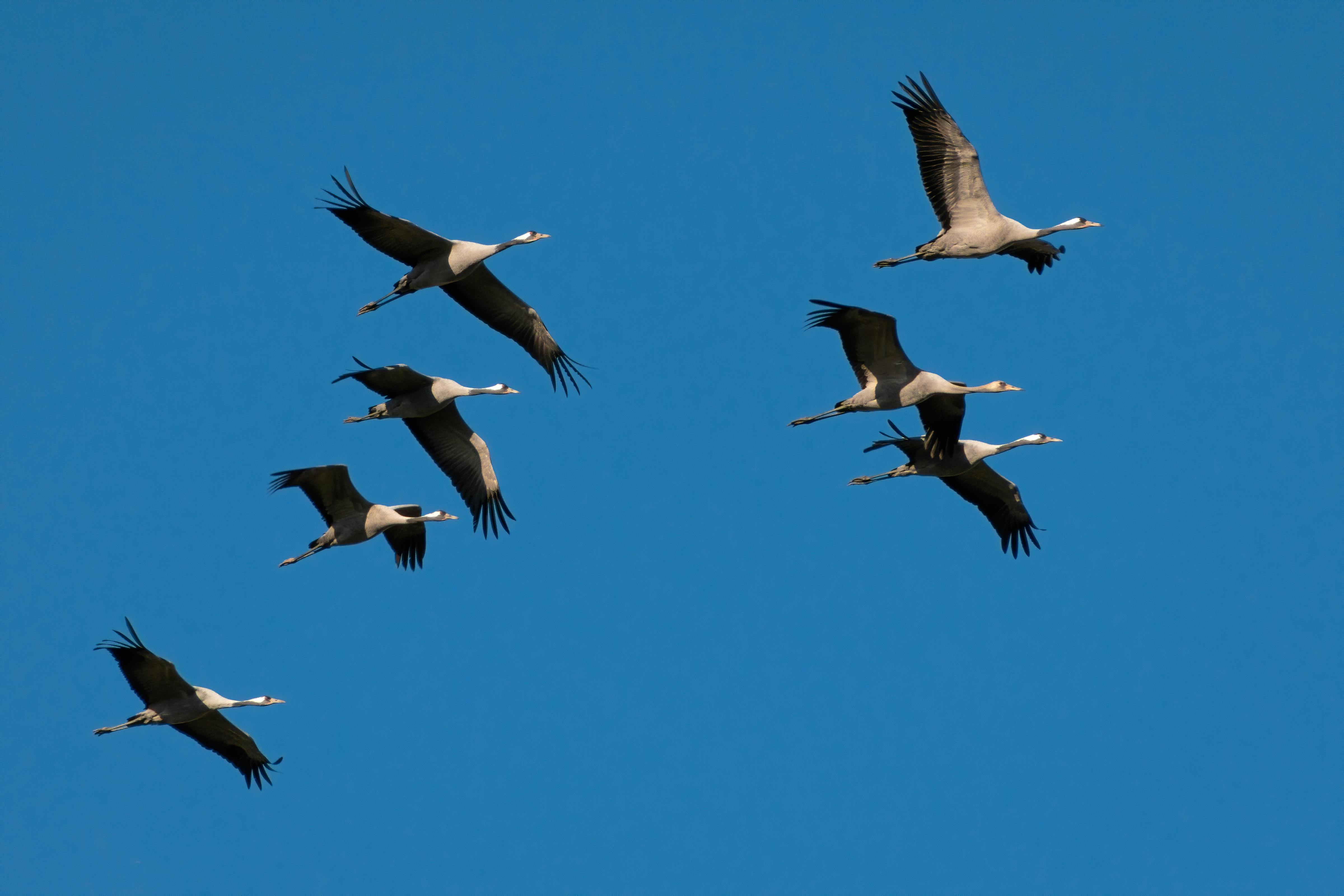 A Flock of Seagulls Soaring in Clear Blue Sky · Free Stock Photo