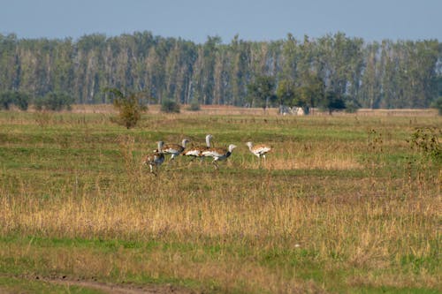 A group of animals in a field with trees