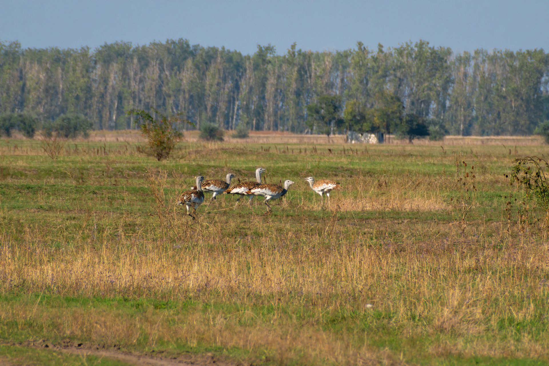 A group of Great Bustards (Otis tarda) grazing peacefully on a grassland with a forest backdrop.