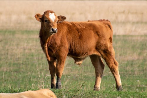 A brown cow standing in a field with a brown cow
