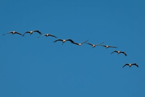 Cranes Flying against the Blue Sky 