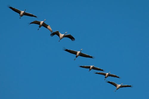 Migrating Gray Herons