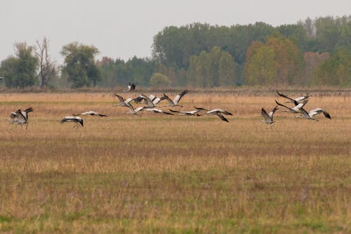 Cranes Flying low over a Meadow 