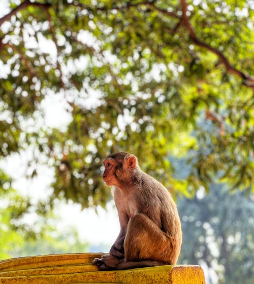 Sitting Rhesus Macaque