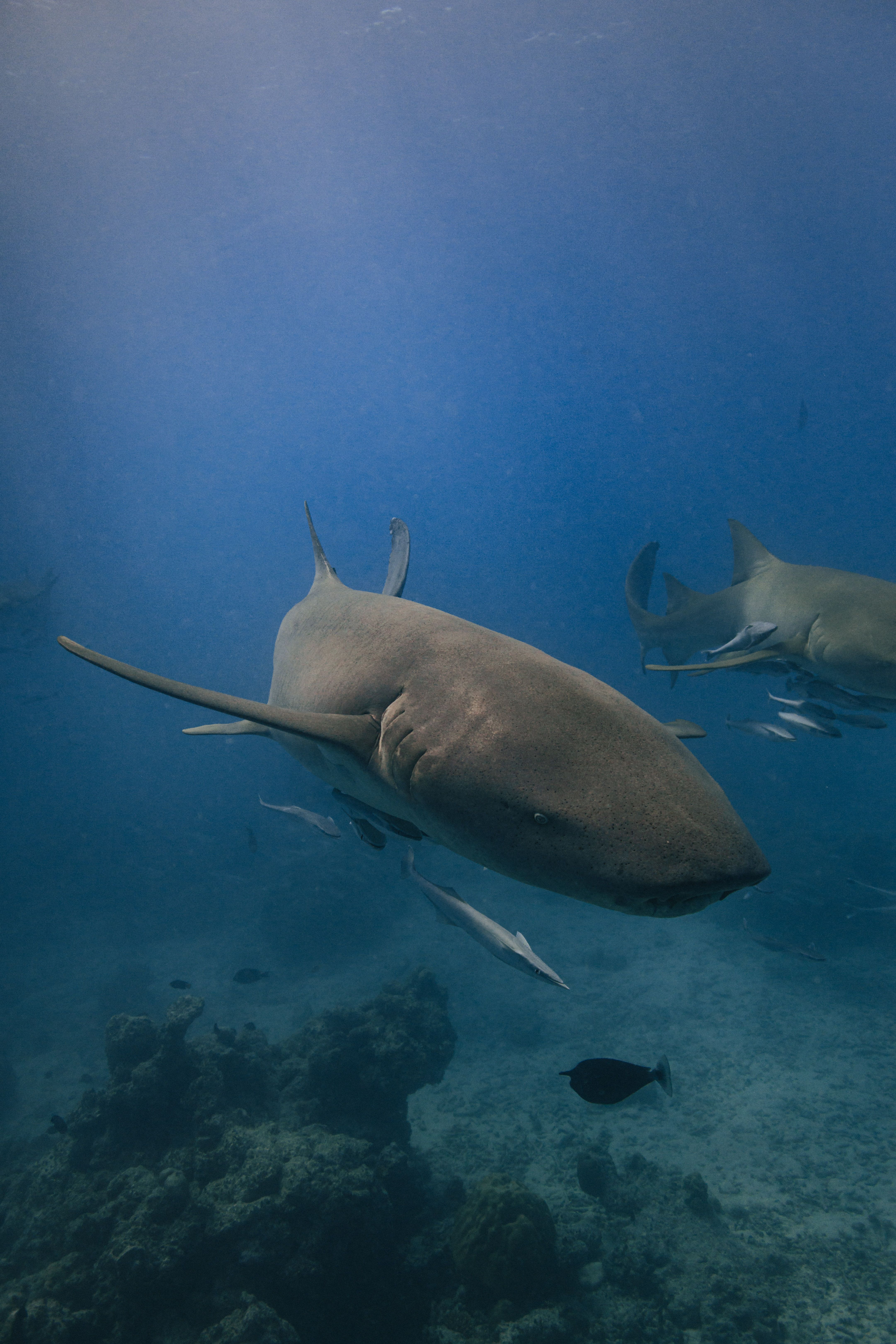 A mesmerizing close-up of a nurse shark swimming gracefully in blue ocean waters.