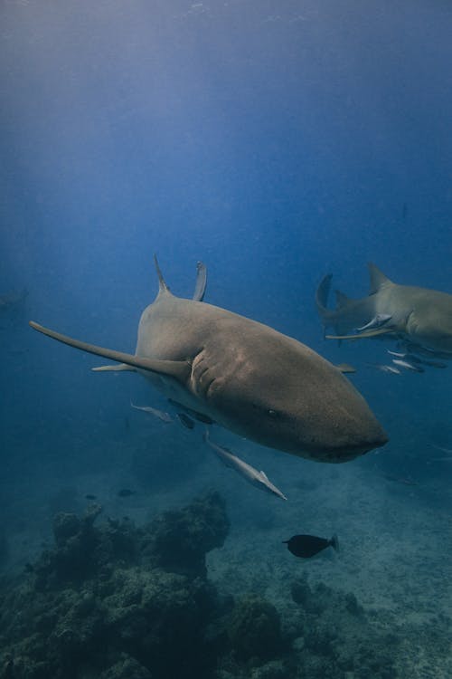 Close-up of Sharks in the Sea 