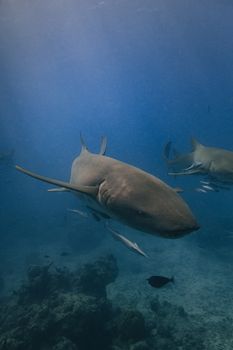 A mesmerizing close-up of a nurse shark swimming gracefully in blue ocean waters.