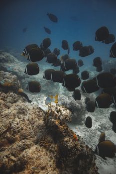 A diverse school of fish swimming over a vibrant coral reef, showcasing marine wildlife.