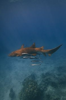 A majestic shark swimming alongside fish in the clear ocean waters.