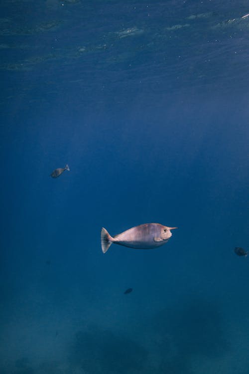 Whitemargin Unicornfish in the Sea