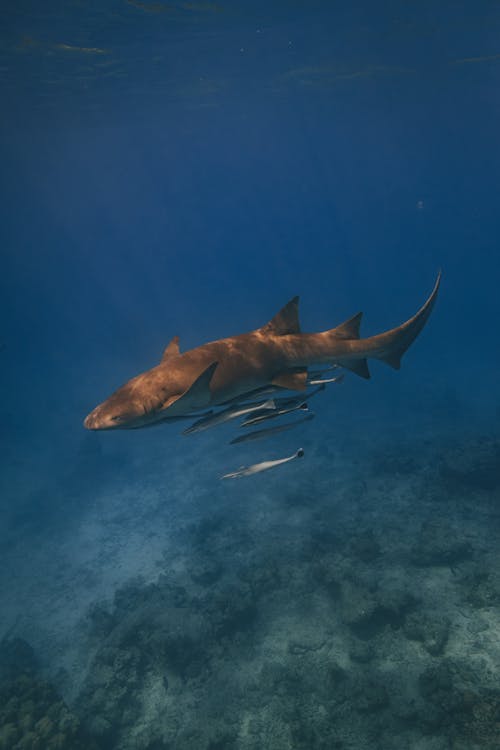 Безкоштовне стокове фото на тему «акула, вертикальні постріл, дикий»