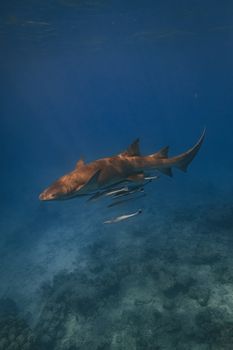 A nurse shark gracefully glides through the ocean accompanied by remoras in a vibrant underwater scene.
