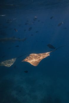 Close-up of a stingray gliding gracefully underwater with fish in the background.