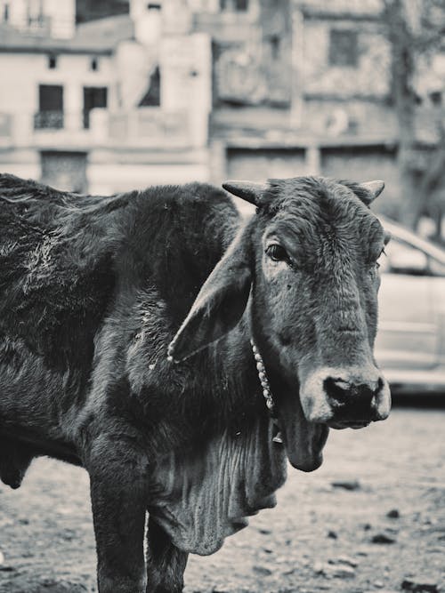 Foto stok gratis hitam & putih, keluguan, lembu