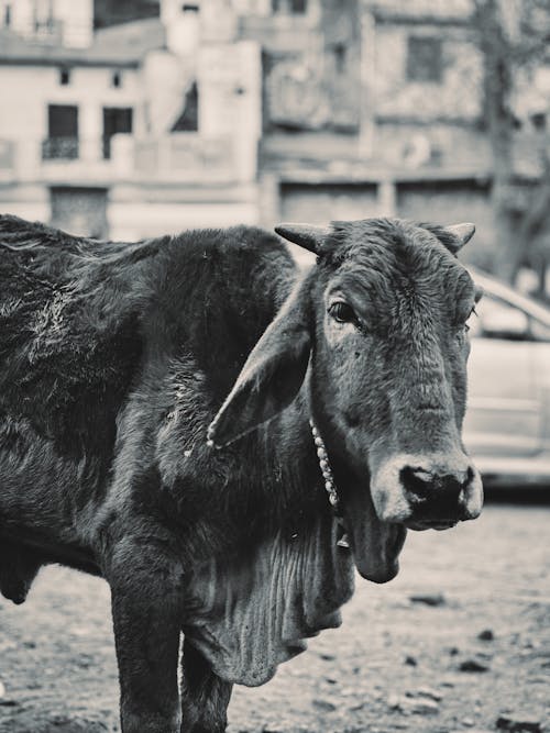 Gau Mata